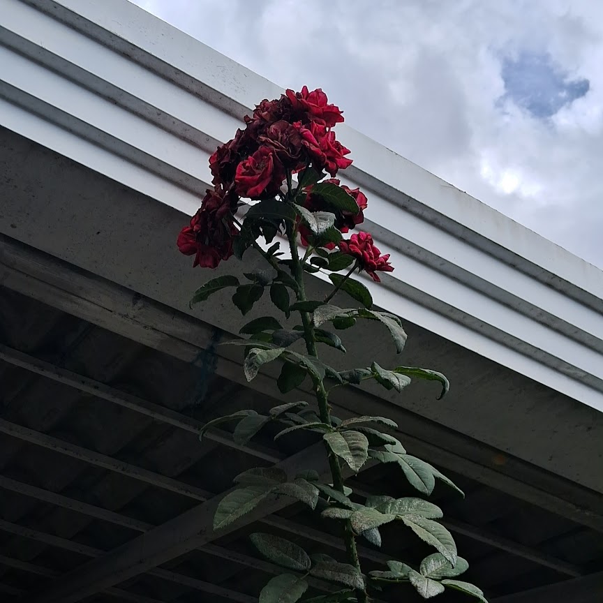 Foto de rosas vermelhas que eu mesma tirei