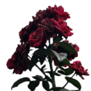Imagem de rosas vermelhas